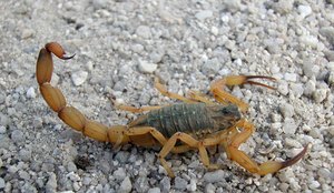 Escorpiões são normalmente mais fáceis de serem encontrados nas casas em João Pessoa