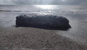 Em poucos dias, 2ª baleia jubarte é encontrada na Grande João Pessoa