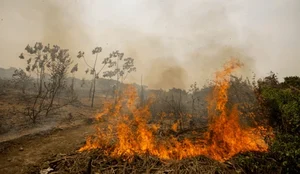 Incendio pantanal ipam 3d9a76e975