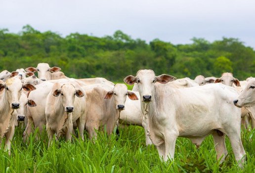 Brasil confirma dois casos de 'vaca louca'