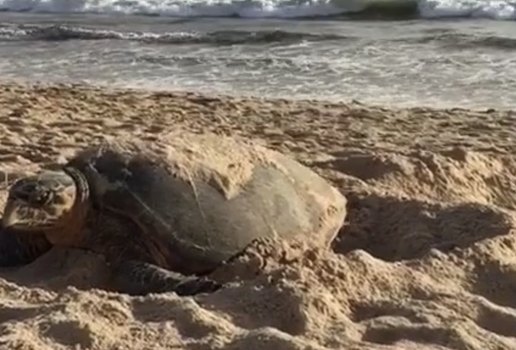 Animal estava na praia do Bessa, em João Pessoa