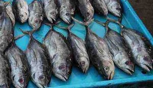 Peixe deve ficar ate 25 mais caro na Semana Santa aponta pesquisa
