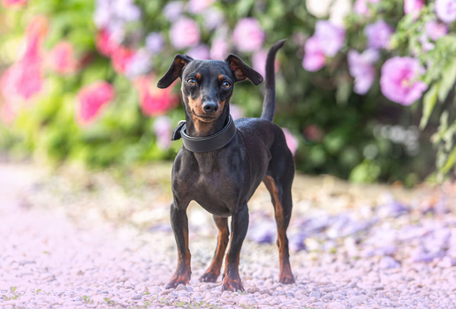 O pinscher é um cão leal, teimoso e enérgico (Imagem: Annabell Gsoedl | Shutterstock)