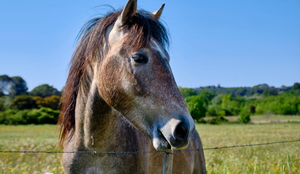 Diversas espécies do reino animal têm dezenas ou até centenas de milhões de receptores olfativos (Imagem: Wandering views | Shutterstock)