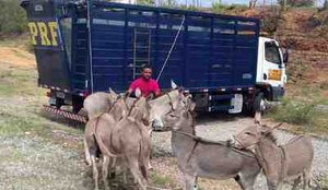 PRF na Paraiba continua acoes para retirar animais soltos nas rodovias