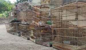 Apreensao aves silvestres