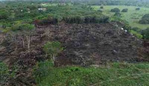 MPPB determina investigacao sobre desmatamento de 24 hectares de Mata Atlantica autorizado por servidor publico