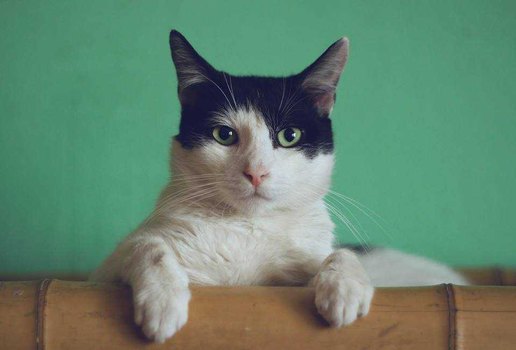 Festa para comemorar aniversario de gato provoca surto de Covid 19