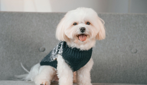 Certas raças de cachorro são conhecidas por preservar a expressão doce e a aparência de filhote, independentemente da idade (Imagem: Standret | Shutterstock)