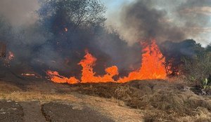 Fogo vale dinossauros