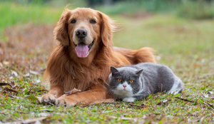 A transfusão de sangue pode ajudar a salvar a vida do seu animal de estimação (Imagem: Chendongshan | Shutterstock)