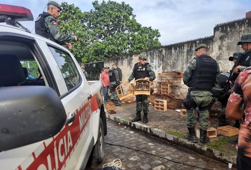 Espécies da fauna silvestre eram comercializadas sem autorização.