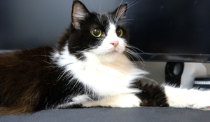 O gato ragamuffin é conhecido por sua aparência encantadora e personalidade sociável (Imagem: Kill_Baal | Shutterstock)