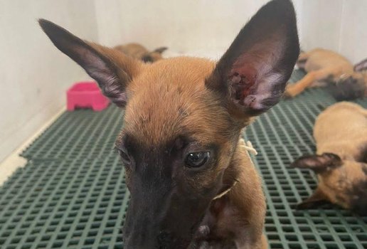 Resgatados de situação de maus tratos, cães ganham lar em João Pessoa