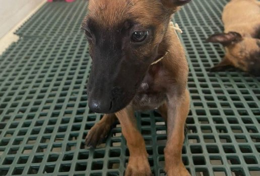 Resgatados de situação de maus tratos, cães ganham lar em João Pessoa