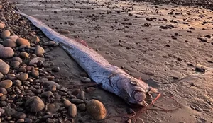 Raro e cercado de lendas peixe remo foi encontrado encalhado no sul da california na ultima quinta feira 14 1731775286536 v2 900x506 png