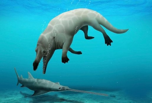 Espécie ancestral de baleia de quatro pernas é descoberta no Egito