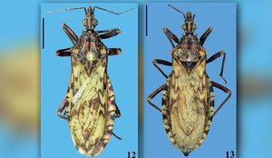 Espécie também pode transmitir o protozoário causador da doença de Chagas