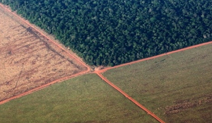 Floresta desmatamento