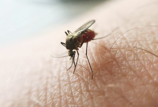 Caso de malária é confirmado no município de Conde, na Paraíba