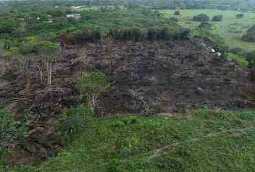 MPPB determina investigacao sobre desmatamento de 24 hectares de Mata Atlantica autorizado por servidor publico
