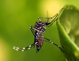 O mosquito que transmite arboviroses, Aedes aegypti