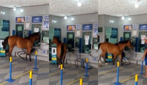 Cavalo invade casa loterica em cuite