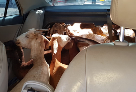 Cabras encontradas em carro na paraiba 01