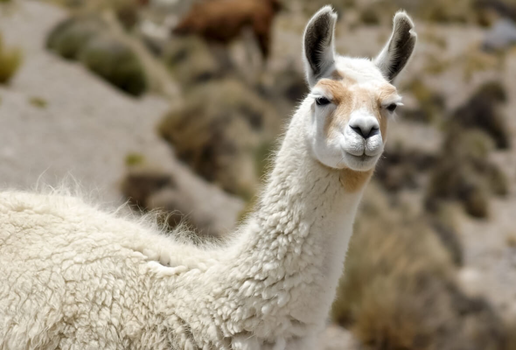 As lhamas desempenham um papel importante na vida da população dos Andes (Imagem: Jakub.it | Shutterstock)