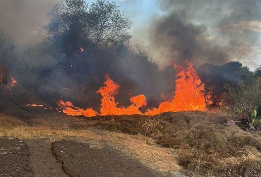 Fogo vale dinossauros