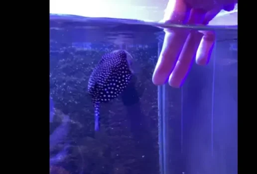 Globi o peixe que age como cachorro e vira sensacao nas redes sociais veja