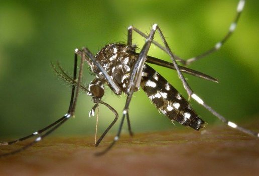 O Aedes aegypti é o vetor de doenças como dengue, zika e chikungunya