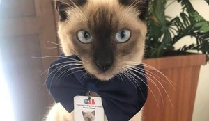 OAB do Amapa ganha novo funcionario gato