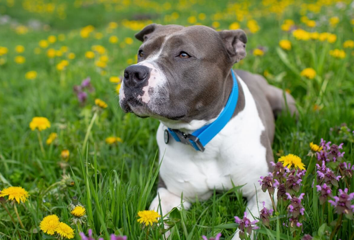 O staffordshire bull terrier tem um temperamento dócil e é muito apegado à família (Imagem: Shtanko Oksana | Shutterstock)
