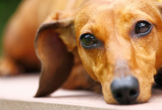 CACHORRINHO 12 06