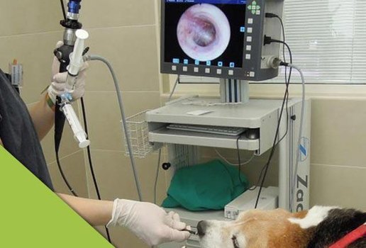 Clinica veterinária ofertará diversos serviços na capital