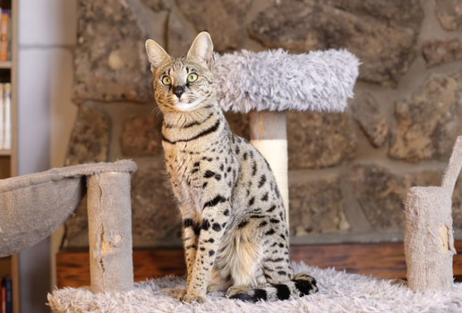 Algumas raças de gato se destacam pelo nível de energia (Imagem: AJR_photo | Shutterstock)