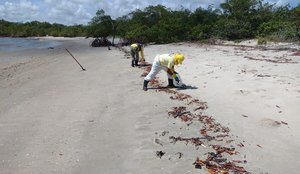 Manchas de óleo são encontradas em área de preservação de peixe-boi, na PB
