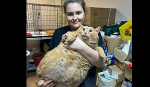 Gato mais gordo do mundo morre apos entrar em campo de emagrecimento