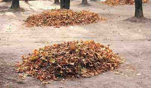 Depositphotos 87086434 stock photo heap of dry leaves in