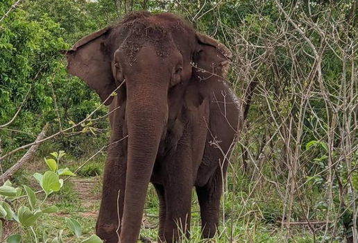 Elefanta lady santuario 1 ano