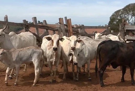 Caso de bezerros trigemeos em Minas Gerais e considerado raro na pecuaria SBT News f38a3d4d83