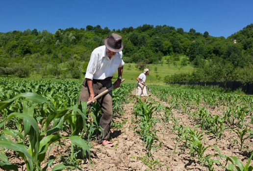 Podem participar do programa famílias agricultoras em situação de extrema pobreza, com renda mensal per capita inferior a R$ 168,00