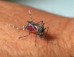 AEDES