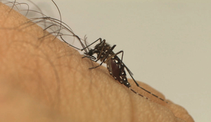 Aedes mosquito gov