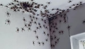 Aranhas australia