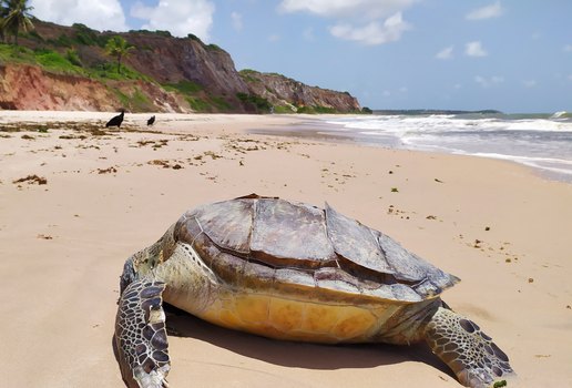 Tartaruga marinha é encontrada em praia da Zona Sul de João Pessoa