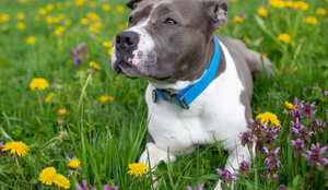 O staffordshire bull terrier tem um temperamento dócil e é muito apegado à família (Imagem: Shtanko Oksana | Shutterstock)