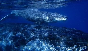 Baleia projeto jubarte