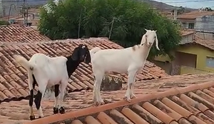 Captura de tela 2025 09 02 190824